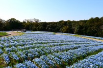 nemophila_hananooka_250409_03