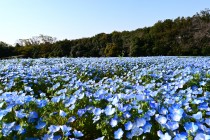 nemophila_hananooka_250409_04
