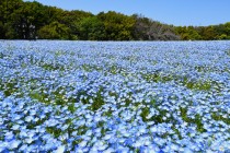 nemophila_hananooka_250421_02