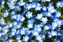 nemophila_hananooka_250421_03