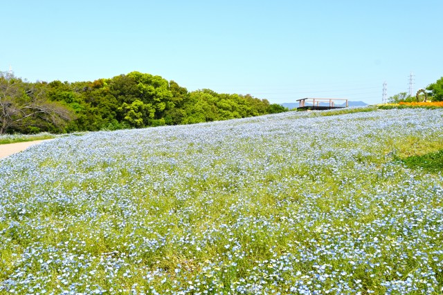 nemophila_hananooka_250501_01