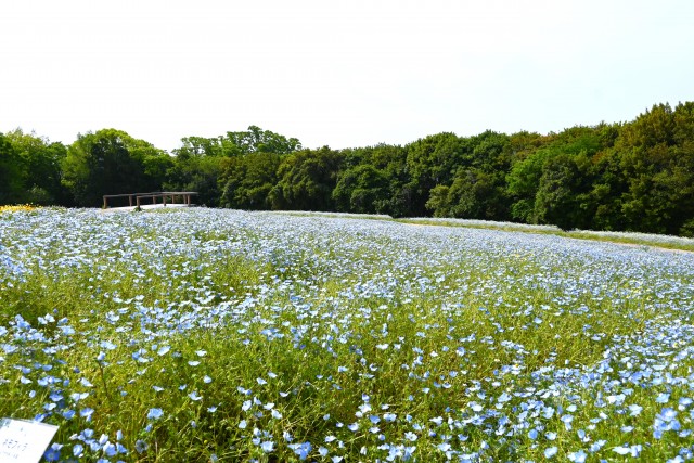 nemophila_hananooka_250501_02