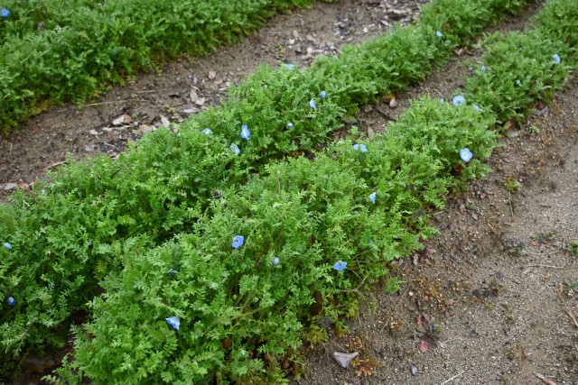 nemophila_hanazono_240325_01