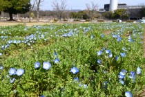 nemophila_hanazono_240328_02