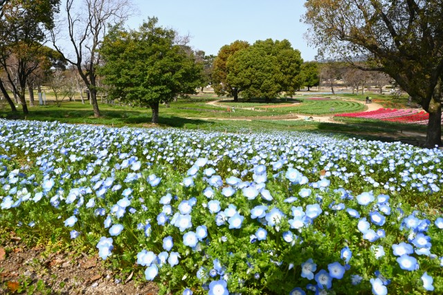 nemophila_hanazono_240402_01