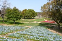 nemophila_hanazono_240402_02