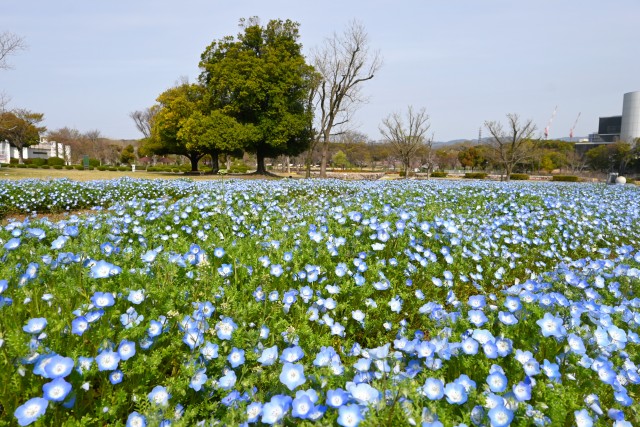 nemophila_hanazono_240405_01