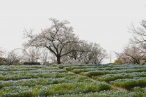 nemophila_hanazono_240405_02