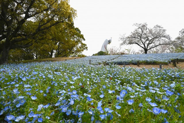 nemophila_hanazono_240411_01