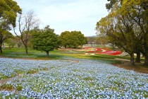 nemophila_hanazono_240411_02