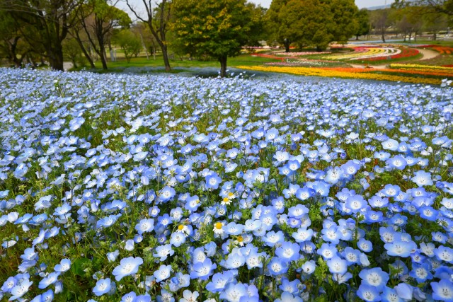 nemophila_hanazono_240415_01