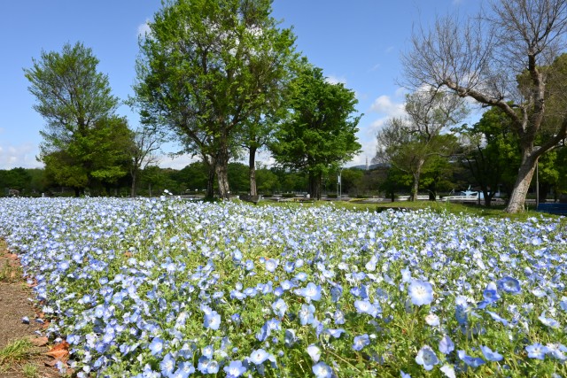 nemophila_hanazono_240425_01