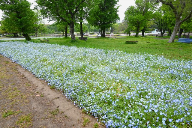 nemophila_hanazono_240430_01