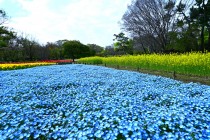 nemophila_hanazono_250417_02