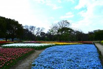 nemophila_hanazono_250417_03