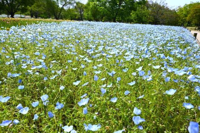 nemophila_hanazono_250501_01