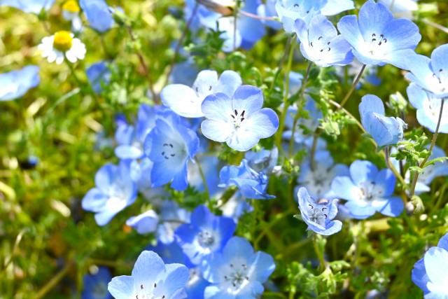 nemophila_hanazono_250501_02