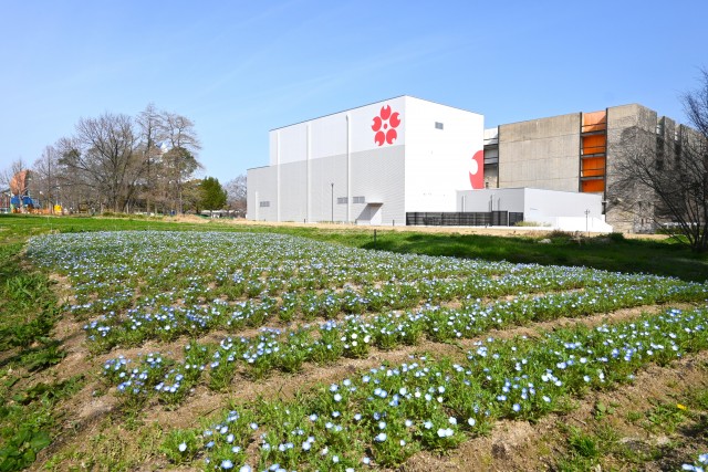 nemophila_sekainomori_240402_01