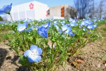 nemophila_sekainomori_240402_02