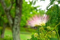 nemu_240625_02