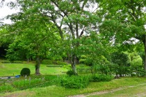 nemu_240625_03