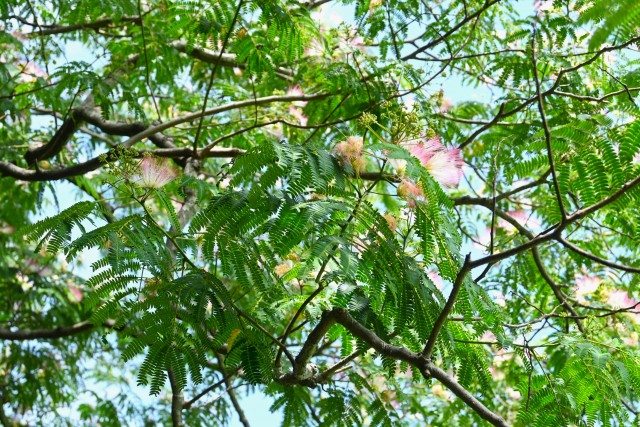 nemu_250618_02