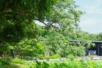 nemu_250618_03