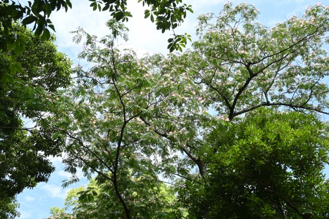 nemu_250618_04