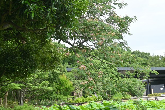nemu_250625_01