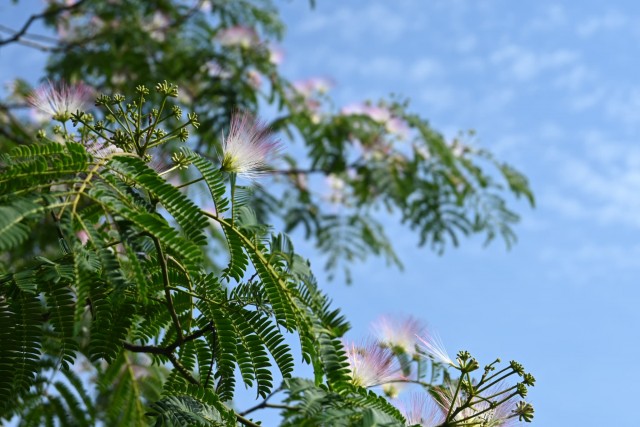 nemu_260611_02