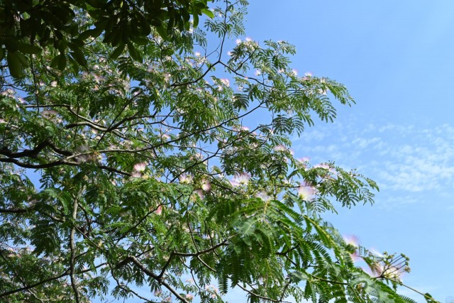 nemu_260611_03