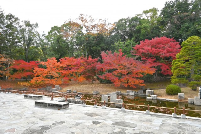 nihonteien_koiike_251128_01