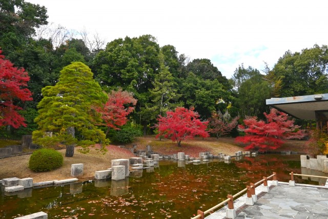 nihonteien_koiike_251128_02