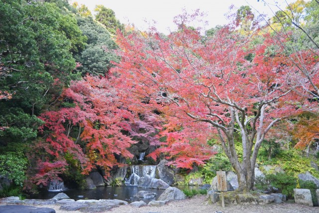 nihonteien_komorebi_251128_01