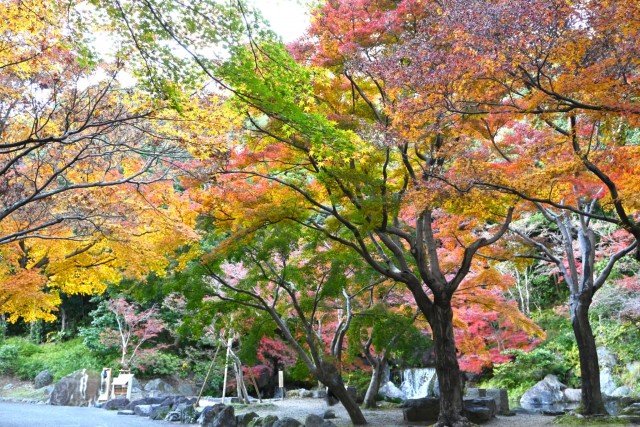 nihonteien_komorebi_251128_02