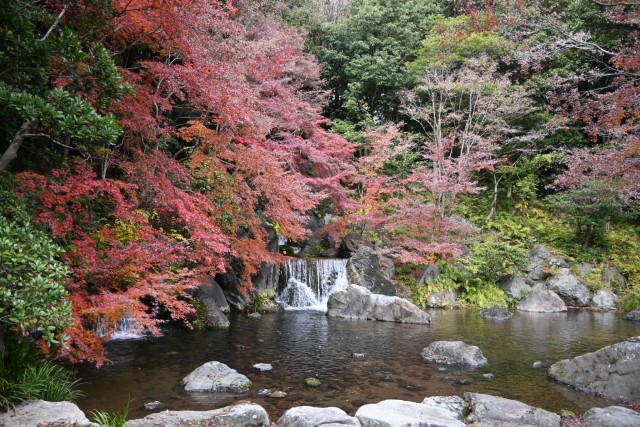 nihonteien_komorebi_251203_01