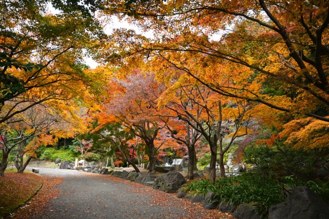 nihonteien_komorebi_251203_02