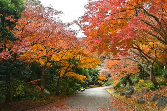 nihonteien_komorebi_251203_03