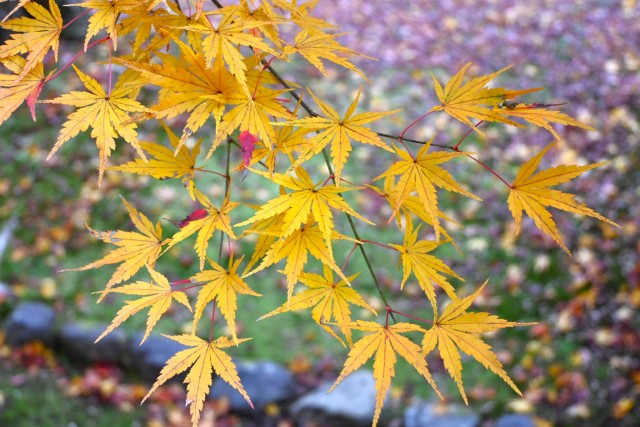 nihonteien_komorebi_251203_04