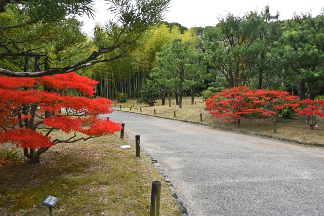 nihonteien_miyama_251203_01