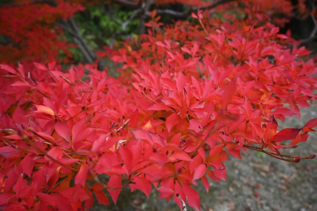 nihonteien_miyama_251203_02