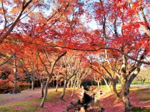nirenoike_211126_01