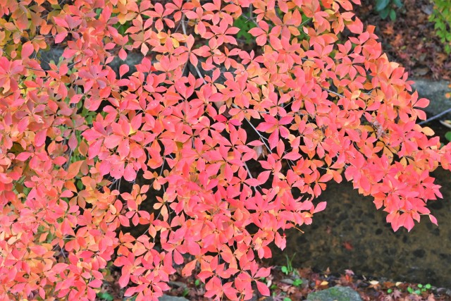 nirenoike_221201_03