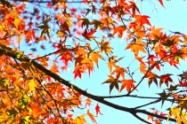 nirenoike_231116_02