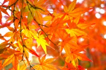 nirenoike_231123_02