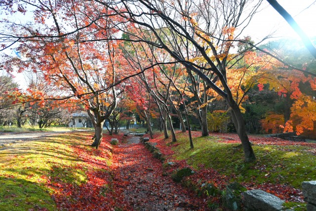 nirenoike_231206_01