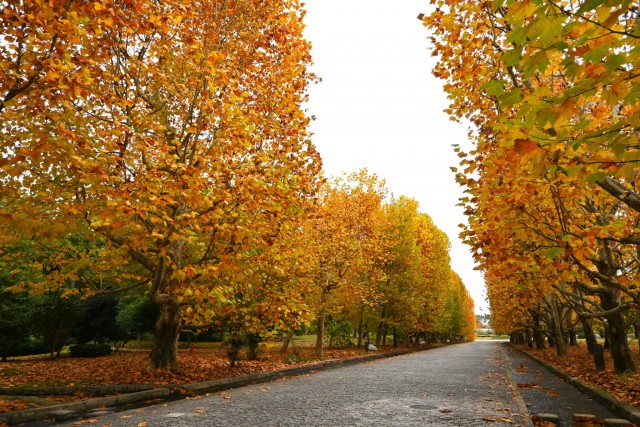 紅葉情報 | 万博記念公園
