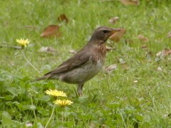 ノドアカツグミ