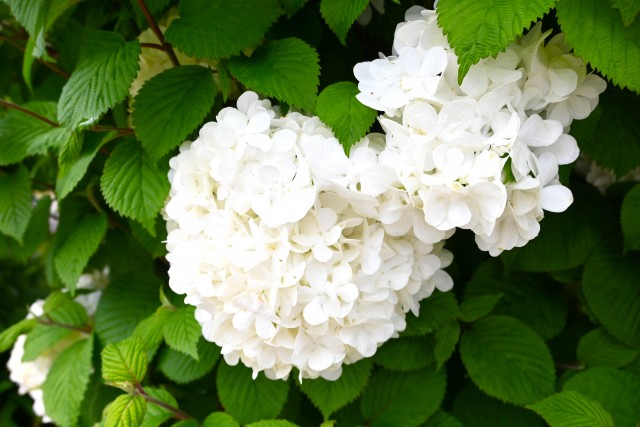 odemari_230426_01