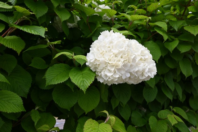 odemari_230426_02